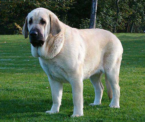 Feya Mastibe - International Dogshow in Ceske Budejovice (CZ) - 10.10.2004
Exc. 1, CAC, CACIB, BOB, 2.BIG 
(Ich. Basil Mastifland x Ich. Connie Mastibe)
Born: 08.05.2003
 

Keywords: 2004 mastibe