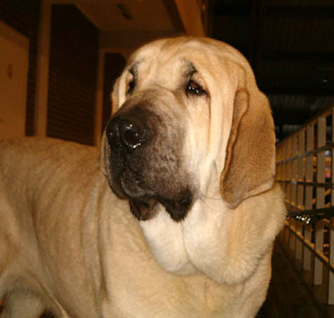  Feya Mastibe - exc1, CWC, Best female of breed, BOB, BIG 2 -  National Dog Show in Glogow (Poland)-22.01.2005
Keywords: 2005 mastibe