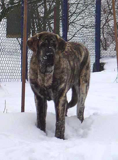 Franchesca Mastibe
Keywords: mastibe snow nieve