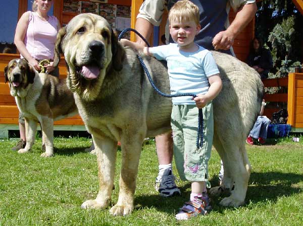 Freon z Kraje Sokolu: exc 1, CAC, CACIB, BOB - Open Class Males, International Show Litomerice 25.05.2008 
(Sultan x Aylen z Kraje Sokolu)

Photo: Hana Schmidtova- © Copyright.  

Keywords: 2008 kids polabskych