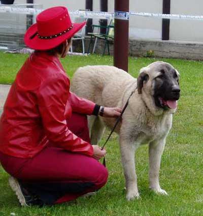 Fusil de Chispa Ha-La-Mü - 7 months - Puppy Class Females - Czech Club Show, Mlada Boleslav, Czech Republic 15.05.2004 
(Soto de Trashumancia x Cica Ha-La-Mü) 



Keywords: 2004 puppy cachorro