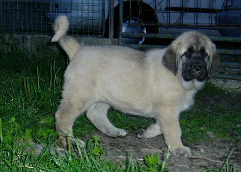 Gina Tornado Erben - 7weeks
Denis Tornado Erben x Salma de Cueto Negro  

Keywords: tornado puppy cachorro