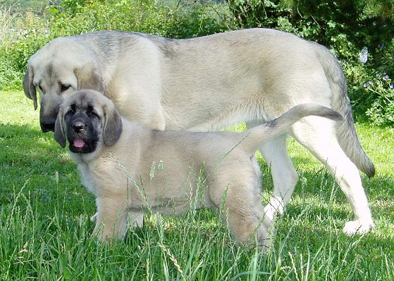 Gina Tornado Erben 7,5weeks
Gina (Denis Tornado Erben x Jch.Salma de Cueto Negro) together with Florita Maja Tornado Erben (5,5months)  

Keywords: tornado puppy cachorro