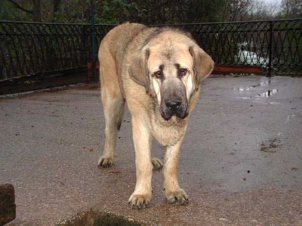 Grabiel de la Ribera del Pas - 8 months old
(LLanero de Ablanera x Mola de la Valleja)  

Keywords: puppyspain puppy cachorro