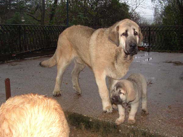 Grabiel de la Ribera del Pas - 8 months old & Jara de Fuentemimbre - 2 months old
Grabiel: (LLanero de Ablanera x Mola de la Valleja) 
Jara: (Carbonero de Fuentemimbre x Liana de Fuentemimbre)  

Keywords: puppyspain puppy cachorro