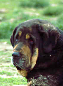 Guadiana de Los Zumbos
(Ch. Tigre (L.F. Rabanal) x A female from the mountain of León)  
 
  

Keywords: head portrait cabeza