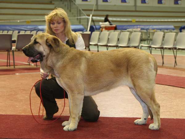 Hannah Mastibe, Exc.1, CC, BOB - Young Class Females, International show, Lahti, Finland 28.04.2007
DRUSO DE LA ALJABARA X ICH. CONNIE MASTIBE
Born: 03.07-06


Keywords: 2007 catchbirds