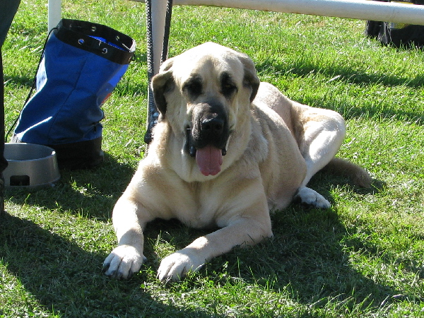 Hera Tornado Erben: Exc 2, Res.CAC - Open Class Females, Internatinal Show, Mlada Boleslav 31.08.2008 
Keywords: 2008 tornado