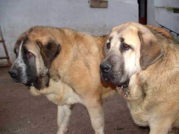 Hilario de la Valleja - 12 months old & Grabiel de la Ribera del Pas - 8 months old
Hilario: (Raphael de la Valleja x Dan de las Cañadas)
Grabiel: (LLanero de Ablanera x Mola de la Valleja)  

