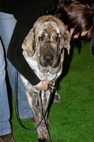 FRANCHESCA MASTIBE: CWC, BOB - "Champion of the Champions", Leszno, Poland - 25.02.2007
Keywords: 2007 ludareva