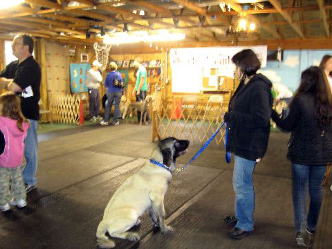 DeNiro at his first obedience class - November 2008
(Fantom Tornado Erben x Charlotta Tornado Erben )
Born: 08.06.2008
Keywords: norma pacino tatyana deniro brando