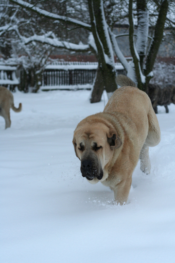 Mastín from Lu Dareva
Keywords: ludareva snow nieve