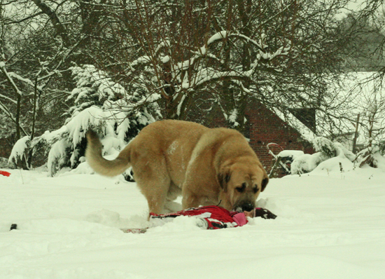 Mastín from Lu Dareva
Keywords: ludareva snow nieve