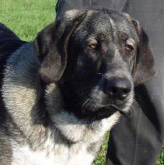 Iglesias Tornado Erben - International shows Bulgaria, Makedonia, Serbia 2007
(Baskervil Mastibe x Tecla de Valdejera) 
Born: 01.02.2006 

11.05.2007 - International show Bulgaria (Sofia) - Intermadiate class, Exellent 1, CAC, CACIB,
BOB (Best of Breed), Champion of Bulgaria

12.05.2007 - International show Macedonia (Skopje) - Intermadiate class, Exellent 1, CAC, CACIB,
Champion of Macedonia

13.05.2007 - International show Serbia (Nis) - Intermadiate class, Exellent 1, CAC, CACIB,
Champion of Serbia


Keywords: 2007 cortedemadrid head portrait cabeza