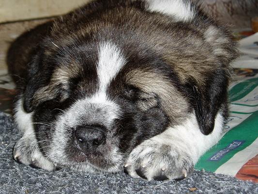 Iglesias Tornado Erben
(Ich. Baskervil Mastibe x Ich. Tecla de Valdejera) 
Born: 01.02. 2006
Keywords: tornado puppy head portrait cabeza cortedemadrid