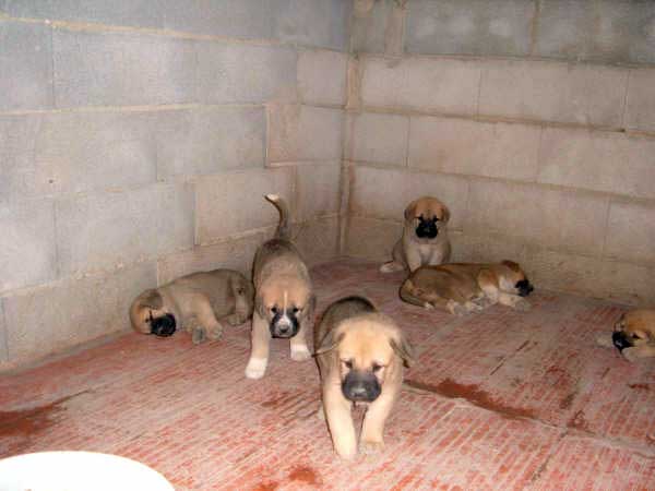 Puppies from Ortibel'li
Keywords: puppyspain puppy cachorro