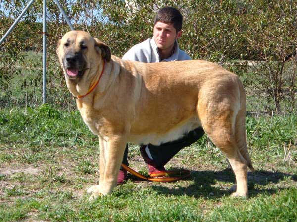 Luna del Collado de Los Lobos
(Sultan x Tracia del Fontanar)
