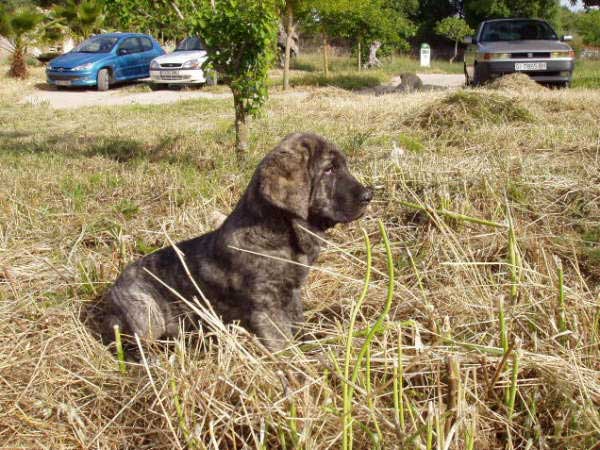 Bruma de Valdejera
(Tajo de la Peña Mora x Moira de Valdejera)
Born: 15.03.2005  

Keywords: puppyspain puppy cachorro
