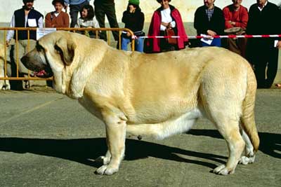 Ch Iris de Valdejera - BIS Mansilla de las Mulas 1999
(Ch. Chon de Valdejera x Navacerrada) 

