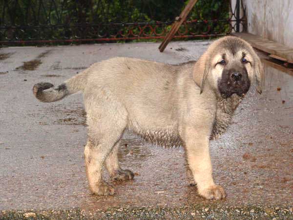 Jara de Fuentemimbre - 2 months old
(Carbonero de Fuentemimbre x Liana de Fuentemimbre)  

Keywords: puppyspain puppy cachorro