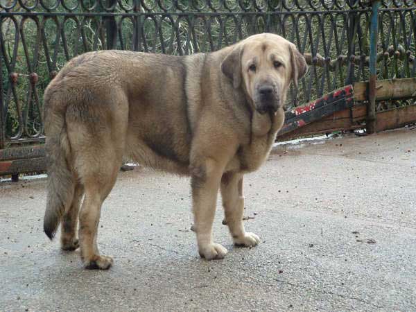 Jara de Fuente Mimbre - 14 months old
(Carbonero de Fuentemimbre x Liana de Fuentemimbre) 
