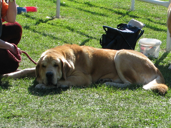 Jorgito Tornádo Erben: Exc 1, CAC, CACIB - Champion Class Males, International Show, Mlada Boleslav 31.08.2008
Keywords: 2008 tornado