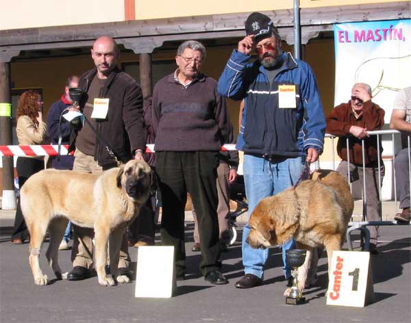 1ª Flor de Buxionte & 2ª Anra del Valle de Pisueña - Junior Class Females/Jóvenes Hembras, Intermedia Class Males 


 
 

Keywords: 2004