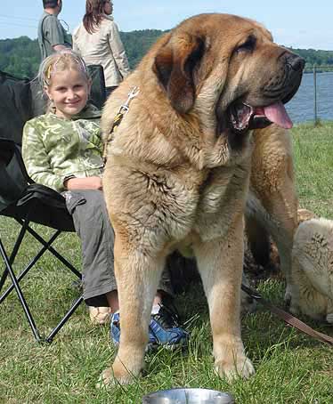 Domenico Beark Cerny Levhart, Exc.1, CAC, Club Winner, BOB  & Tereza - Champion Class Males, Club Show KMDPP, Hlucin 12.05.2007
Photo: Iva Jarova © Copyright. 

Keywords: 2007 kids mastibe