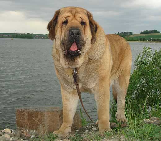 Domenico Beark Cerny Levhart: Exc.1, CAC, Club Winner, BOB - Champion Class Males, Club Show KMDPP, Hlucin 12.05.2007
(Arak z Kraje Sokolu x Belize Cerný Levhart) 
Born: 08.06.2004 

Photo: Iva Jarova © Copyright. 

Keywords: 2007 mastibe