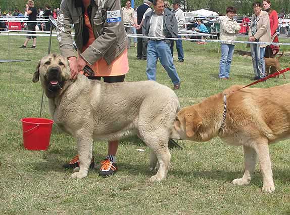 Hagrid Mastibe: Exc.2 & Jorgito Tornado Erben: Exc.3 - Young Class Males, Club Show KMDPP, Hlucin 12.05.2007
Photo: Iva Jarova © Copyright. 

Keywords: 2007