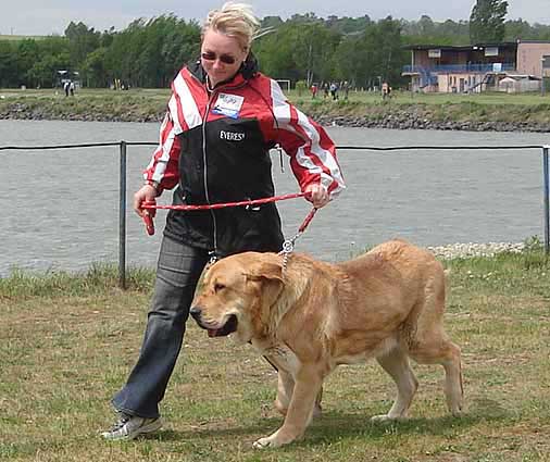 Heidy Tornado Erben: Exc.1, CAC, Club Winner - Intermediate Class Females, Club Show KMDPP, Hlucin 12.05.2007
Photo: Iva Jarova © Copyright. 

Keywords: 2007