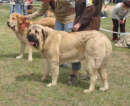 Neron de Laciana: Exc.1, CAJC, Young Club Winner, Best Young male & Jorgito Tornado Erben: Exc.3 - Young Class Males, Club Show KMDPP, Hlucin 12.05.2007
Photo: Iva Jarova © Copyright. 

Keywords: 2007