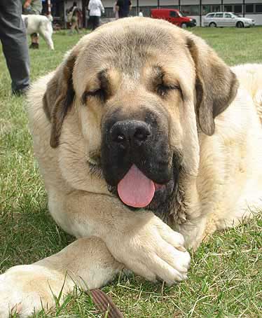 Neron de Laciana: Exc.1, CAJC, Young Club Winner, Best Young male - Young Class Males, Club Show KMDPP 12.05.2007
Neron: (Caminante de Laciana x Serena de Valle de Pisueña) - Boen: 23.06.2006

Photo: Iva Jarova © Copyright. 

Keywords: 2007 mastibe head portrait cabeza