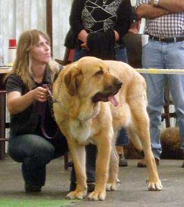 Baknaid z Kraje Sokolu - Winner Class Females - Club Show of Moloss Club - Mlada Boleslav 14.05.2005
(Tocho de Valdejera x Diana FI-IT)
 

Keywords: 2005 sokol