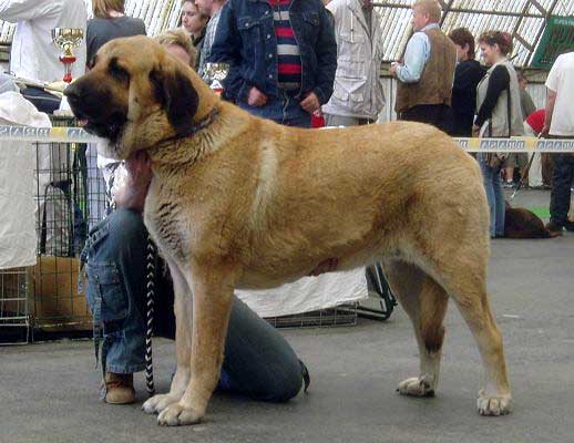 Conchitta Tornado Erben - Open Class Females: Exc. 1, CAC, Club winner, BOB - Club Show of Moloss Club - Mlada Boleslav 14.05.2005
(Baskervil Mastibe x Salma de Cueto Negro)
 

Keywords: 2005 tornado