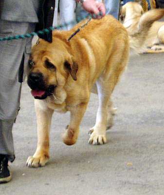 Denis Tornado Erben - Open Class Males: Exc. 1, CAC, Club winner - Club Show of Moloss Club - Mlada Boleslav 14.05.2005
(Arnold Tornado Erben x Pepa de Valdejera)
 

Keywords: 2005