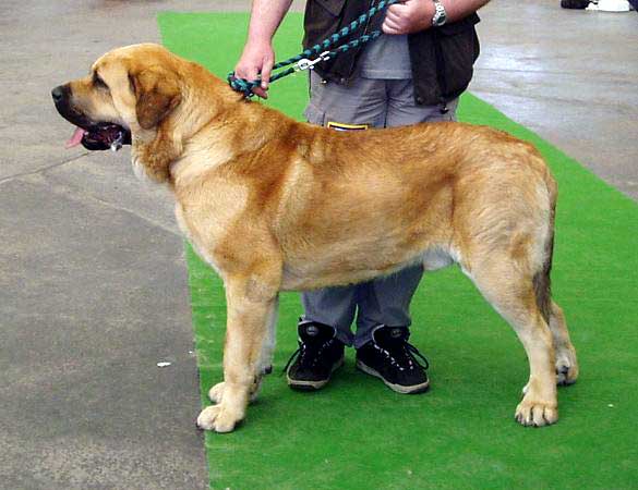 Denis Tornado Erben - Open Class Males: Exc. 1, CAC, Club winner - Club Show of Moloss Club - Mlada Boleslav 14.05.2005
(Arnold Tornado Erben x Pepa de Valdejera)
 

Keywords: 2005 tornado