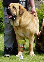 Denis Tornado Erben - Open Class Males: Exc. 1, CAC, Club winner - Club Show of Moloss Club - Mlada Boleslav 14.05.2005
(Arnold Tornado Erben x Pepa de Valdejera)
 

Keywords: 2005 tornado