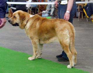 Donelly Tornado Erben - Intermediate Class Females: Exc. 1 - Club Show of Moloss Club - Mlada Boleslav 14.05.2005
(Arnold Tornado Erben x Pepa de Valdejera) 
 

Keywords: 2005 tornado