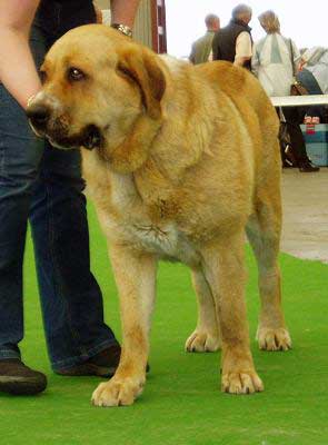 Donelly Tornado Erben - Intermediate Class Females: Exc. 1 - Club Show of Moloss Club - Mlada Boleslav 14.05.2005
(Arnold Tornado Erben x Pepa de Valdejera) 
 

Keywords: 2005 tornado