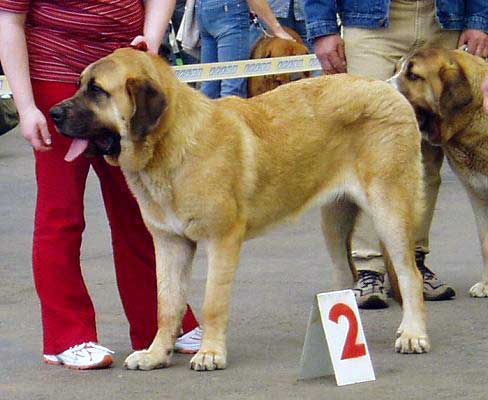 Elita z Kraje Sokolu - Young Class Females: Exc. 2 - Club Show of Moloss Club - Mlada Boleslav 14.05.2005
(Enamorado Ernesto Mastibe x Aylen z Kraje Sokolu) 
 

Keywords: 2005 sokol