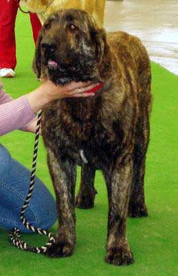 Elsa Tornado Erben - Young Class Females: Exc. 1, CAJC, Young Club Winner - Club Show of Moloss Club - Mlada Boleslav 14.05.2005
(Arak z Kraje Sokolu x Pepa de Valdejera) 
Keywords: 2005 tornado