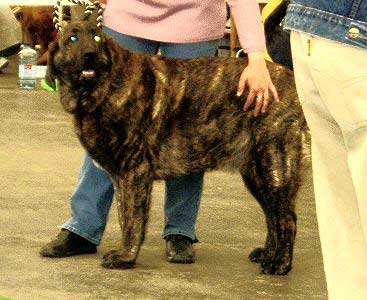 Elsa Tornado Erben - Young Class Females: Exc. 1, CAJC, Young Club Winner - Club Show of Moloss Club - Mlada Boleslav 14.05.2005
(Arak z Kraje Sokolu x Pepa de Valdejera) 
 

Keywords: 2005 tornado