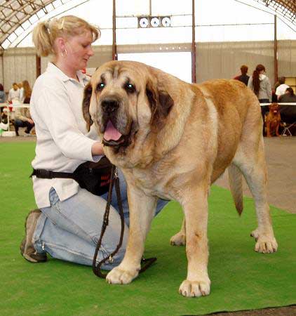 Enamorado Ernesto Mastibe - Winner Class Males: Exc. 1, CAC - Club Show of Moloss Club - Mlada Boleslav 14.05.2005
(Ulises de Ablanera x Archie Mastibe)  

Keywords: 2005 mastibe