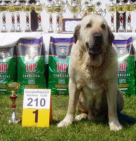 Soto de Trashumancia - Veteran Class Males: Exc. 1, the Best Veteran - Club Show of Moloss Club - Mlada Boleslav 14.05.2005
(Florencio de Trashumancia x Vela de Trashumancia)  

Keywords: 2005 tornado veteran veterano