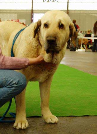 Soto de Trashumancia - Veteran Class Males: Exc. 1, the Best Veteran - Club Show of Moloss Club - Mlada Boleslav 14.05.2005
(Florencio de Trashumancia x Vela de Trashumancia)  

Keywords: 2005 tornado veteran veterano