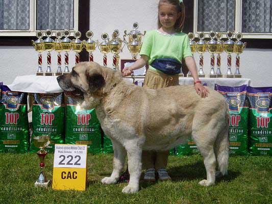 Tecla de Valdejera - Winner Class Females: Exc. 1, CAC - Club Show of Moloss Club - Mlada Boleslav 14.05.2005
(Salomon de Valdejera x Senda de Valdejera)  

Nøkkelord: 2005 tornado