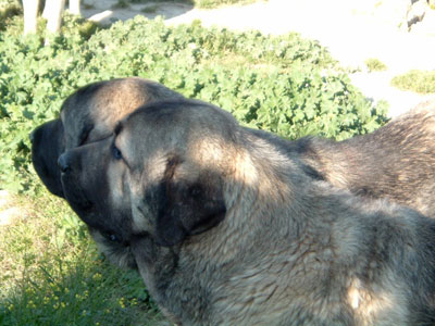 Kampo Dancá Cotufa & Kurro Dancá Cotufa - 14 months.
(Ch. Ulises de Ablanera x Chanca Dancá Cotufa)


 

Keywords: cotufa