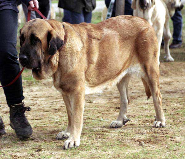 Koqueta de la Majada, Exc. 17 - Open Class Females - XXI Monográfica AEPME 2001
(Bel del Pinotar x Isoba de la Majada)
Born: 10-08-1998 
Breeder: Peter Rathsmann
Owner: Elke Lachmann


Keywords: 2001 veteran veterano