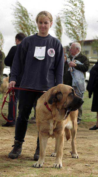 Koqueta de la Majada, Exc. 17 - Open Class Females - XXI Monográfica AEPME 2001
(Bel del Pinotar x Isoba de la Majada)
Born: 10-08-1998 
Breeder: Peter Rathsmann
Owner: Elke Lachmann


 

Keywords: 2001 veteran veteranos